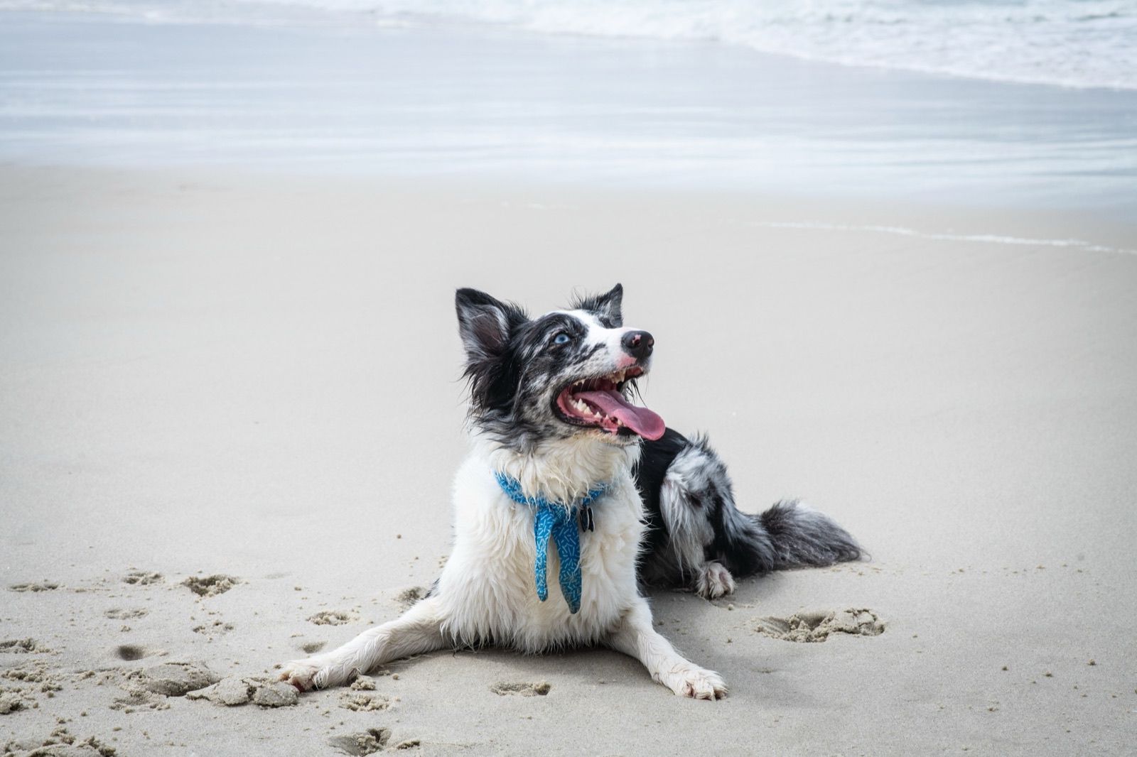 Olive running on a beach