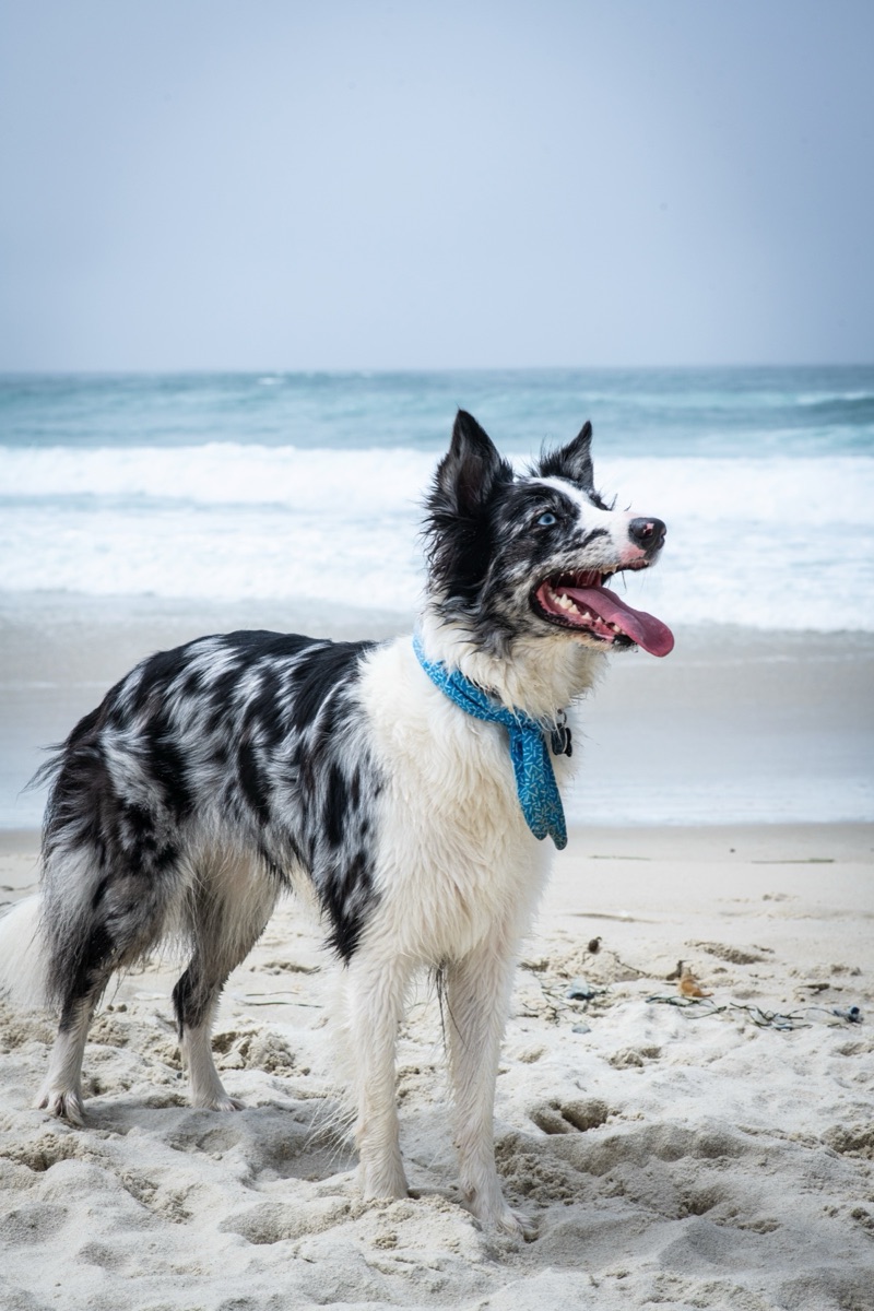 Portrait of Olive, a Border Collie