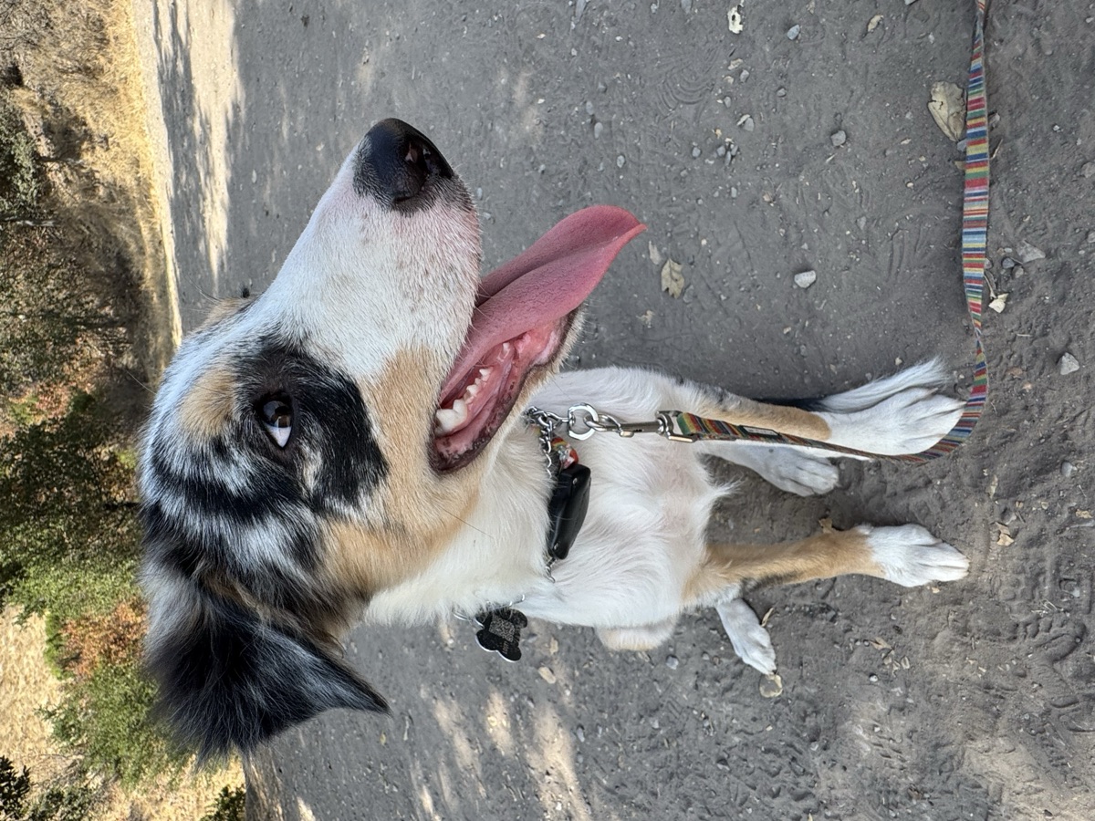 Poppi, a young Border Collie